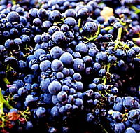 Laurel Bank Vineyard - Hotel Gold Coast