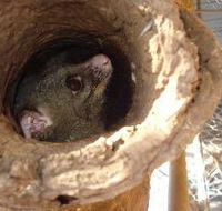 Mulga Sanctuary and Wildlife Park - Hotel Gold Coast