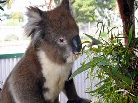 Glen-Forest Tourist Park - Hotel Gold Coast 0