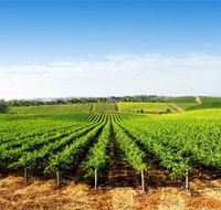 Aldinga Bay Winery - Hotel Gold Coast