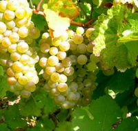 Winstead Vineyard - Hotel Gold Coast