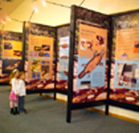 Platypus Experience - Hotel Gold Coast