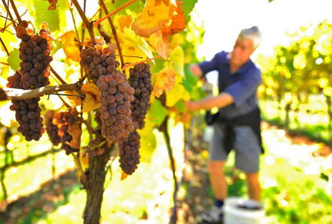 Native Point Wines - Hotel Gold Coast 0