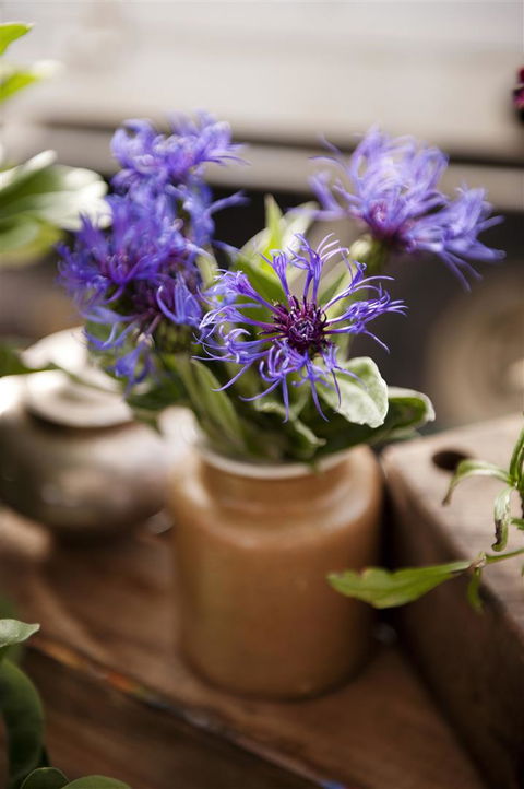 Salamanca Market - Hotel Gold Coast 1