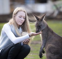 Bonorong Wildlife Sanctuary - Hotel Gold Coast