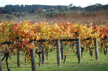 Apsley Gorge Vineyard - Hotel Gold Coast 0