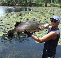 Barra Feeding - Hotel Gold Coast