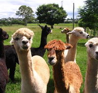 Banyandah Alpacas - Hotel Gold Coast