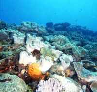 Mudjimba Old Woman Island Dive Site - Hotel Gold Coast