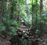 Mossman Gorge Rainforest Circuit Track Daintree National Park - Hotel Gold Coast
