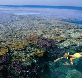 Split Bommie Dive Site - Hotel Gold Coast