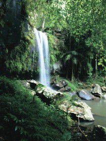 Curtis Falls, Joalah Section - Hotel Gold Coast 0