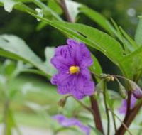 Alpha Native Flower Garden - Hotel Gold Coast