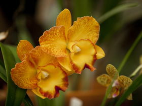 Queens Park - Orchid House - Hotel Gold Coast 0