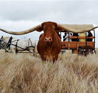 Texas Longhorn Wagon Tours and Safaris - Hotel Gold Coast