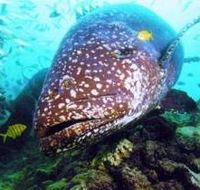 Lady Musgrave Island Dive Sites - Hotel Gold Coast