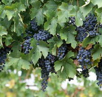 South Burnett Wine Trail - Hotel Gold Coast