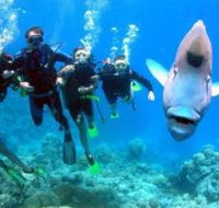 Henderson's Rock Dive Site - Hotel Gold Coast