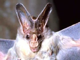 Mount Etna Caves National Park - Hotel Gold Coast 0