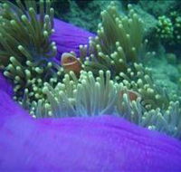 The Lady Bowen Dive Site - Hotel Gold Coast