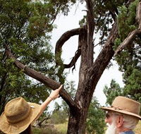 Charleville - Outback Native Timber Walk - Hotel Gold Coast