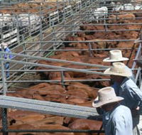 Dalrymple Sales Yards - Cattle Sales - Hotel Gold Coast