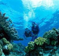 Coral Gardens Dive Site - Hotel Gold Coast