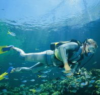 Manta Ray Bommie Dive Site - Hotel Gold Coast