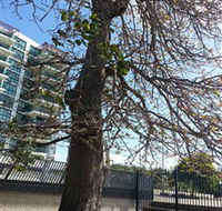 The Leichhardt Tree - Hotel Gold Coast