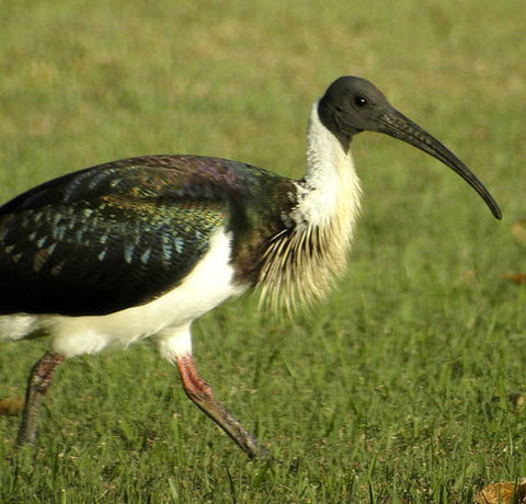 Toowoomba Bicentennial Waterbird Habitat - Hotel Gold Coast 0