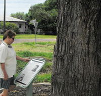 Augathella Kenniff Tree - Hotel Gold Coast