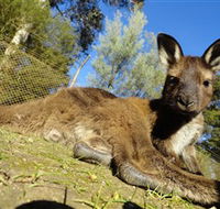 Ballarat Wildlife Park - Hotel Gold Coast