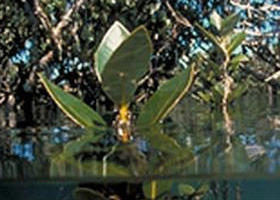 Jawbone Marine Sanctuary - Hotel Gold Coast 0