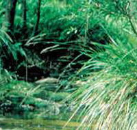 Lerderderg State Park - Hotel Gold Coast