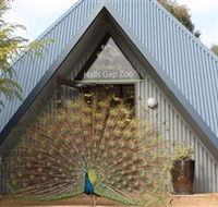 Halls Gap Zoo - Hotel Gold Coast