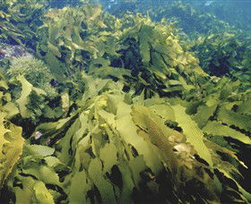 Barwon Bluff Marine Sanctuary - Hotel Gold Coast 0