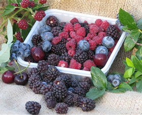 Bright Berry Farms - Hotel Gold Coast 0