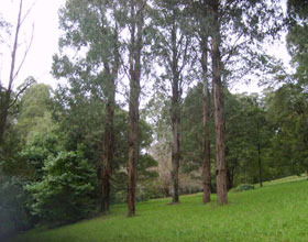 Mount Dandenong Arboretum - Hotel Gold Coast 0