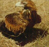 Long Forest Nature Conservation Reserve - Hotel Gold Coast