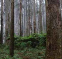 Kinglake National Park - Hotel Gold Coast