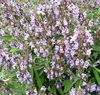 Otway Herbs - Hotel Gold Coast