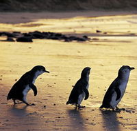 Phillip Island Nature Park - Hotel Gold Coast
