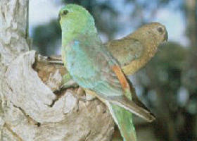 Albacutya VIC Hotel Gold Coast