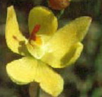 Langwarrin Flora and Fauna Reserve - Hotel Gold Coast