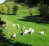 Goats of Gaia Soap - Hotel Gold Coast