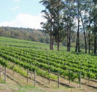 Piedmont Vineyard - Hotel Gold Coast