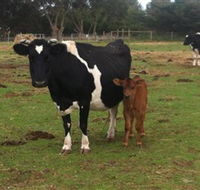 Animal Land Children's Farm - Hotel Gold Coast