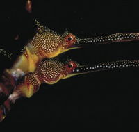 Eagle Rock Marine Sanctuary - Hotel Gold Coast