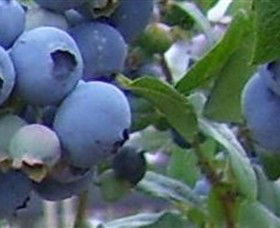 Tuckerberry Hill - Hotel Gold Coast 0