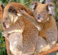 Shoalhaven Zoo - Hotel Gold Coast